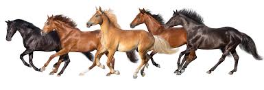 5 Signs Your Horse Needs Better Recovery Support