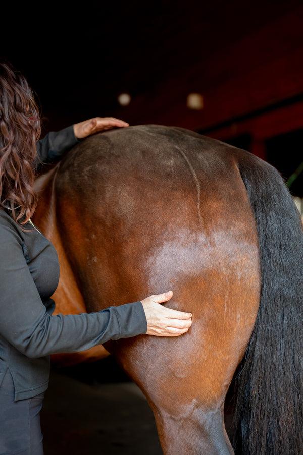 Equine Therapy 6 Head Massager - Unlock Your Horses Peak Performance