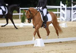 Easy Equine has Portable White Dressage Letter Cone Set - Stackable Horse Training Equipment