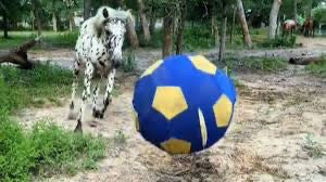 40” Horse Herding Ball Toy | EquiPlay™ Enrichment & Training Ball