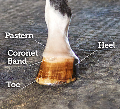 Close-up of a horse's hoof with labeled parts: Pastern, Coronet Band, Heel, and Toe, shown standing on a dark textured surface.