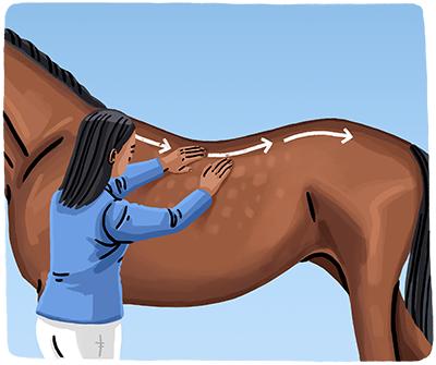Equine Therapy 6 Head Massager - Unlock Your Horses Peak Performance