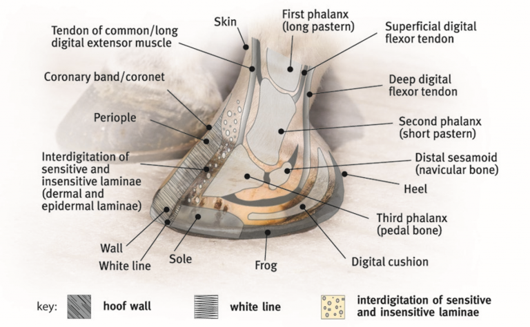 An anatomical diagram of a frog's hoof with labeled callouts pointing to different layers and structures, including skin, phalxes, sole, wall, white line, and digital cushion, on a light gray background.