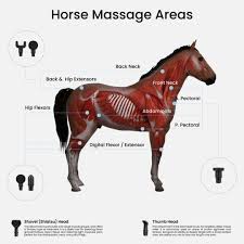 Equine Therapy 6 Head Massager - Unlock Your Horses Peak Performance