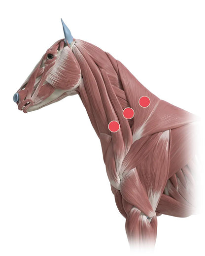Horse Massage Gun – 8 Head Heated Equine Muscle Massager for Recovery & Pain Relief