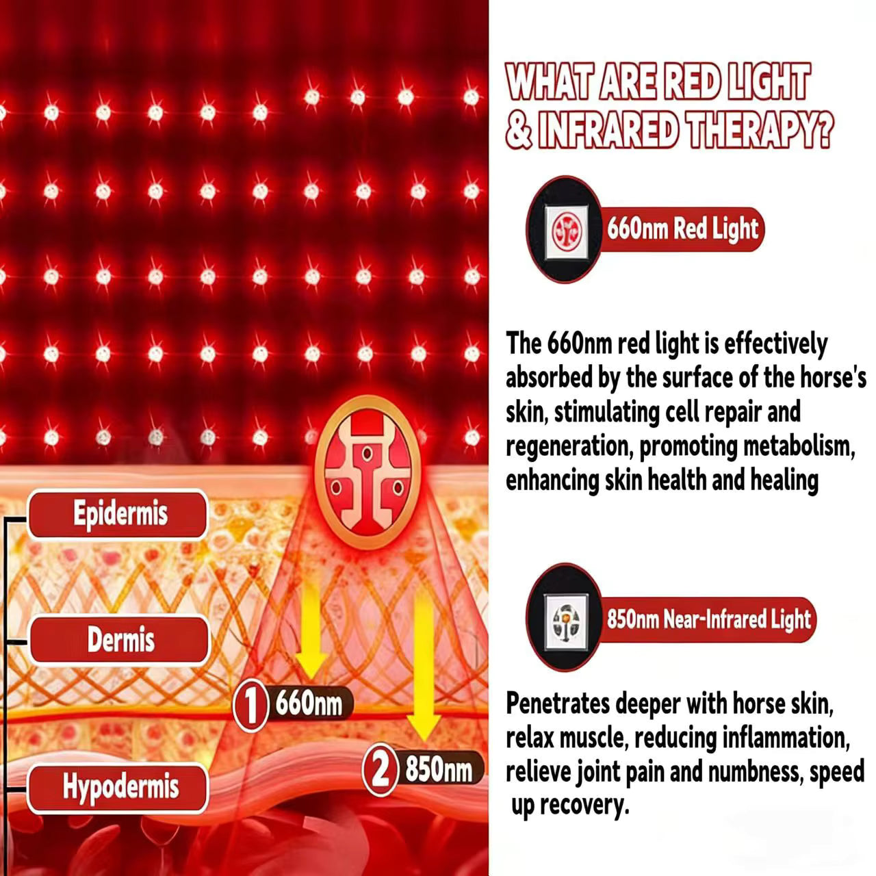 Diagram of red light and infrared therapy with text explaining its effects on horse skin.