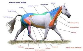 Diagram of a horse with labeled muscles on a white background