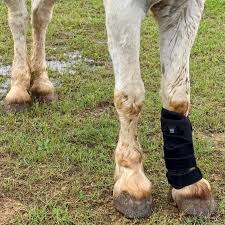Mini Red Light Therapy Boots, for Ponies & Small Horses