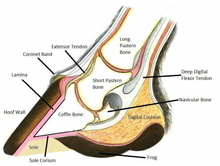 An anatomical diagram of a horse's hoof and sole, labeled with parts such as the coronet band, extensor tendon, long and short pastern bones, sole, frog, and digital cushion on a white background.