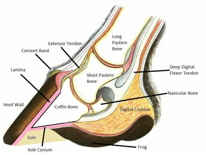 An anatomical diagram of a horse's hoof and sole, labeled with parts such as the coronet band, extensor tendon, long and short pastern bones, sole, frog, and digital cushion on a white background.