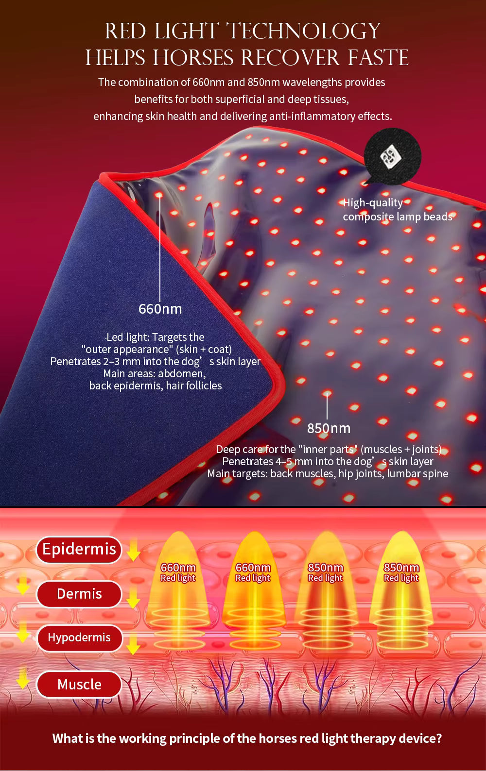 Diagram of red light therapy for horses with text explaining wavelength benefits.