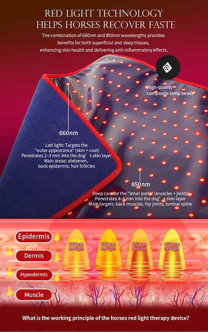 Diagram of red light therapy for horses with text explaining wavelength benefits.